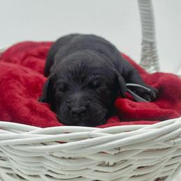 Lindt - Black male Goldendoodle puppy in North Carolina from Tuxedo Mountain Doodles