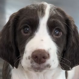 Rory - English Springer Spaniel
