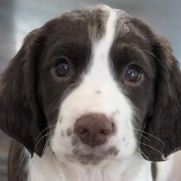 Rory - English Springer Spaniel