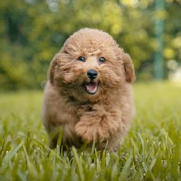 Mila - Goldendoodle