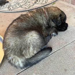 Chloe (Burgandy Collar) - Reddish brown female Leonberger puppy in Manchester, Tennessee from Bois D’Arc Leonbergers
