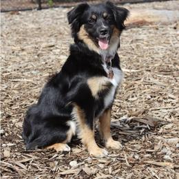 Tango - Miniature American Shepherd