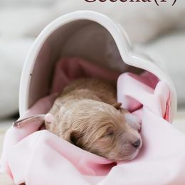 Cecelia - Apricot female Goldendoodle puppy in Acton, Maine from Silver Pines Pups