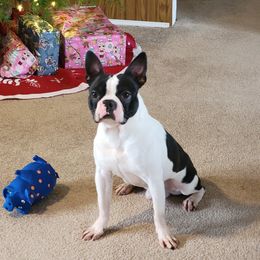 Otis - Boston Terrier