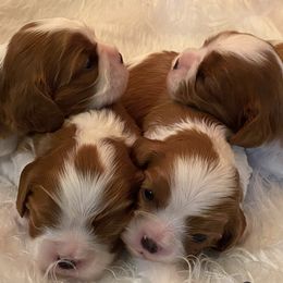 Cavalier King Charles Spaniels from Riverleigh Cavaliers