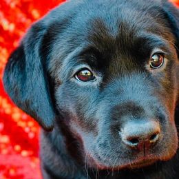 Labrador Retrievers from Cherrywood Kennel