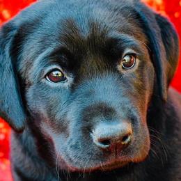 Labrador Retrievers from Cherrywood Kennel