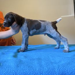 Red - Liver roan male German Shorthaired Pointer puppy in Renfrew, Pennsylvania from Lauren's German Shorthaired Pointers