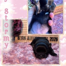 Stormy - Blue and white female Chihuahua puppy in North Dakota from American Dream Chihuahua’s