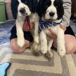 English Springer Spaniel Puppies from Hometown Springers