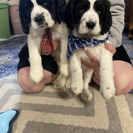 English Springer Spaniel Puppies from Hometown Springers