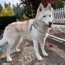 Zelda and Axle - Red and white female Siberian Husky puppy in Heppner, Oregon from Yuki Ookami Show Kennel