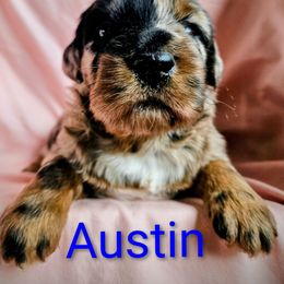 Austin - Blue merle female Assorted Doodle Crosses puppy in Rainier, Oregon from Seven Petals Farm