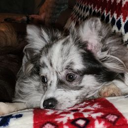 Remy - Pomeranian