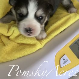 Pomsky Puppies from Pomsky Acres