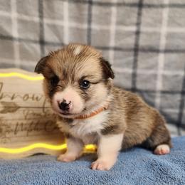 Cheddar DM CLEAR - Sable female Pembroke Welsh Corgi puppy in Idaho from Arrowleaf Corgis
