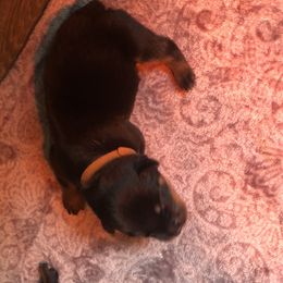 Orange collar - Black and mahogany male Rottweiler puppy in Hermitage, Tennessee from Morris Rottweilers