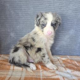 Murphy - Blue merle male Border Collie puppy in Gary, Indiana from Lake Ridge Border Collies
