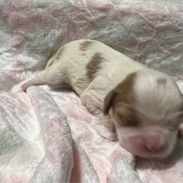 Girl 3 - Blenheim female Cavalier King Charles Spaniel puppy in Pennsylvania from Julie's Cavalier King Charles Spaniels