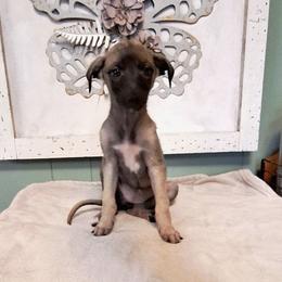 Female 1 - Fawn female Greyhound puppy in Eldora, Iowa from River Valley Canines