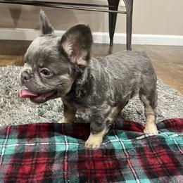 Hank Jr - Blue male French Bulldog puppy in Ennis, Texas from Family Farm Frenchies