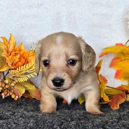 Rizz - Cream male Dachshund puppy in Lakeland, Florida from Buckwild Doxies