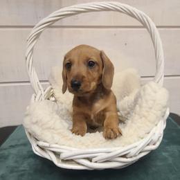 Blue Collar - Red male Dachshund puppy in Greenbrier, Tennessee from Dry Creek Dachshunds