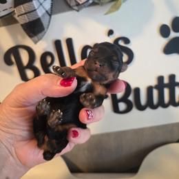 Piper - Black and tan female Yorkshire Terrier puppy in Clermont, Florida from Bella's Prissy Butts