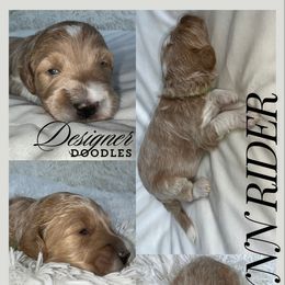 Aussiedoodle, Goldendoodle, and Poodle Puppies from Designer Doodles