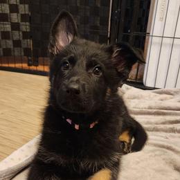 Girl 2 (Pink) - Bi-color female German Shepherd puppy in Genoa, Illinois from vom ehrenSchutz German Shepherds