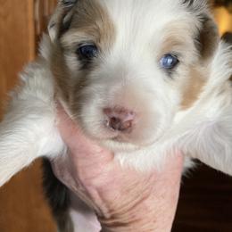 Miniature American Shepherd Puppies from Fuzzbottom Miniature American Shepherd