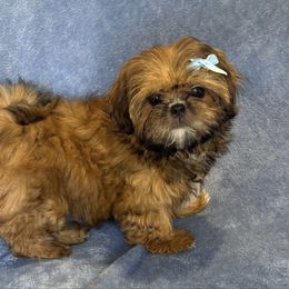 Faith - Brindle female Shih Tzu puppy in California from Boodaboo Shih Tzu’s