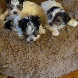 Pappy - Black tan and white male Biewer Terrier puppy in Laporte, Indiana from Stoll'n Kisses Biewers