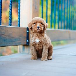 Gray collar - Red  male Goldendoodle puppy in Spokane, Washington from Doodle Love