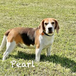 Pearl - Black white and tan female Beagle puppy in Mansfield, Missouri from Rippee Creek Kennel