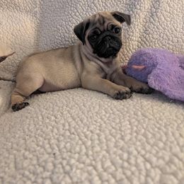 Pug Puppies from Lisa's Pugalicious Pugs