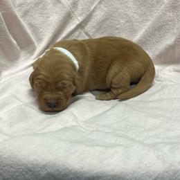 Milky Way - white - Dark golden female Golden Retriever puppy in Pelham, Georgia from Sellers Kennels