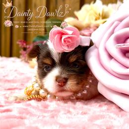 PhaNcee - Chocolate, tan and white female Yorkshire Terrier puppy in Prosper, Texas from DaintyDawlz