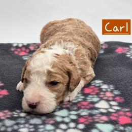 Carl - Red male Bernedoodle puppy in Neillsville, Wisconsin from Granton Creek