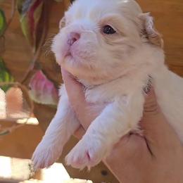 Shih Tzu puppies from Tinytails