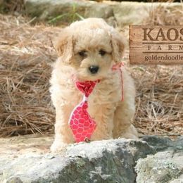 Goldendoodle Puppies from Kaosfarm Goldendoodles