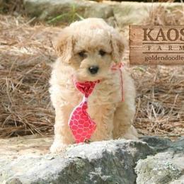 Goldendoodle Puppies from Kaosfarm Goldendoodles