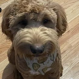 Goldendoodles from Christie doodles and poodles