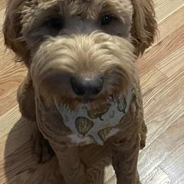 Goldendoodles from Christie doodles and poodles