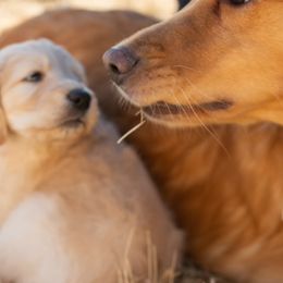 Goldendoodles and Golden Retrievers from Southern Golden Beauties