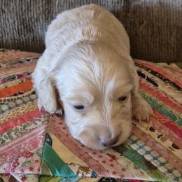 Dachshunds from Avoiding Fading Puppy