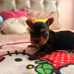 Macho - Blue and gold male Yorkshire Terrier puppy in Los Angeles, California from Munoz yorkies