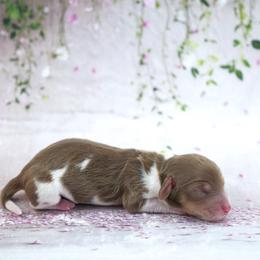 SHINE - AKC Registered - Chocolate and tan female Dachshund puppy in Graceville, Florida from Misty's 101 Doxies