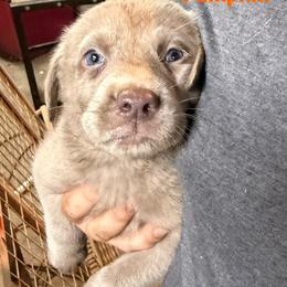 Pumpkin - Silver female Dilute Retriever puppy in Somerset, Pennsylvania from Chickentown Labradors