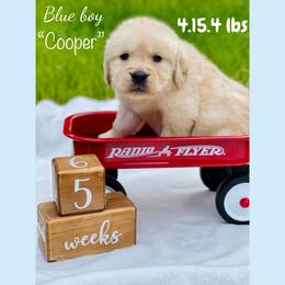 Golden Retriever Puppies from All shades Golden